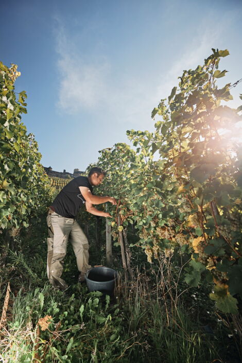 Vinothek Weingut Löhr in Alken an der Mosel
